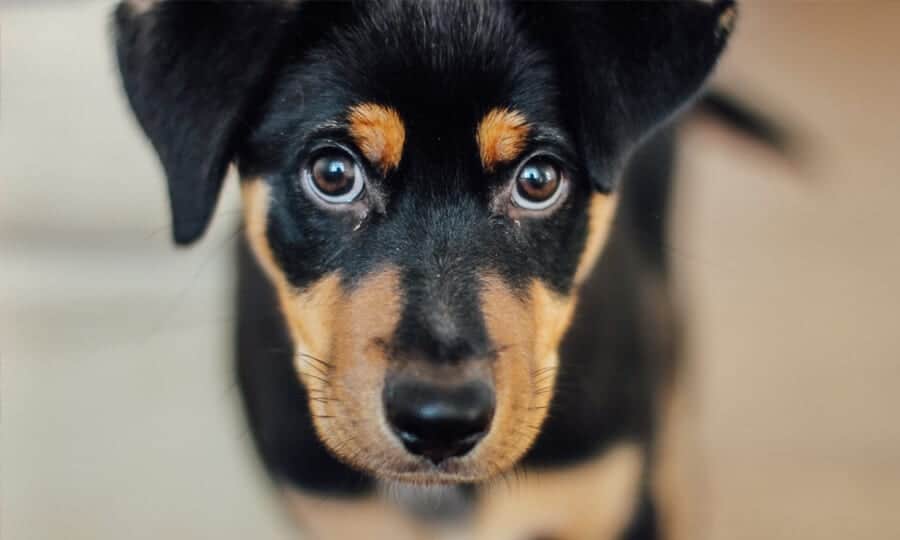 Curiosidades da palavra ” Cachorro ” [ Etimologia e definição ]